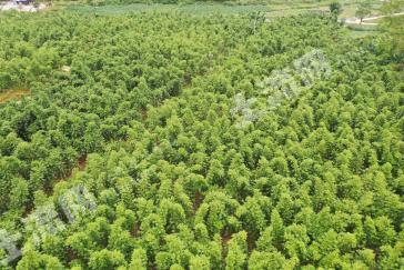 南宁隆安县 140亩 竹林地 经营权转让
