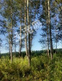 哈尔滨尚志市 150亩 荒山 使用权出租