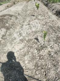 攀枝花米易县 30亩 旱地 经营权出租