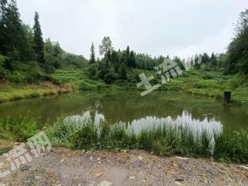 昭通镇雄县 8.56亩 坑塘水面 经营权出租