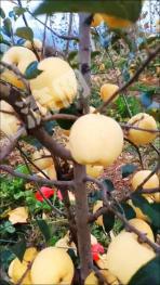 延安黄龙县 30亩 水浇地 经营权出租