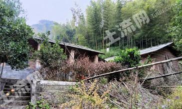 郴州资兴市 908亩 竹林地 经营权出租