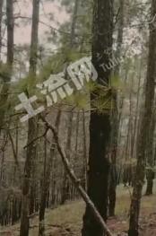 攀枝花仁和区 500亩 灌木林地 经营权转让