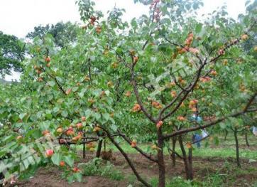 伊犁察布查尔锡伯自治县 700亩 果园 经营权出租