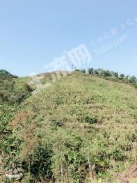 西双版纳勐腊县 80亩 旱地 经营权出租