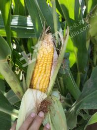 榆林定边县 4200亩 水浇地 经营权出租