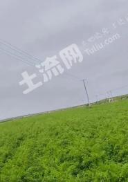 榆林定边县 400亩 水浇地 经营权出租