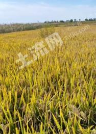 齐齐哈尔泰来县 2800亩 水田 经营权出租