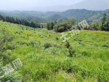 邵阳隆回县 100亩 果园 经营权转包
