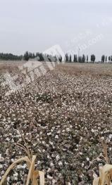 阿克苏新和县 2200亩 水浇地 经营权出租