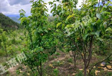 大理洱源县 150亩 其它林地 经营权出租