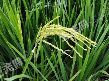 海南万宁市30亩水田经营权合作