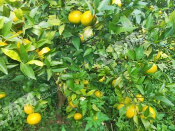 百色田阳县 110亩 果园 经营权转包