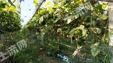 直辖行政单位潜江市 45亩 水浇地 经营权出租