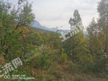 郑州登封市 500亩 乔木林地 经营权转包