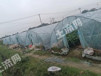 芜湖鸠江区 22亩 水浇地 经营权出租