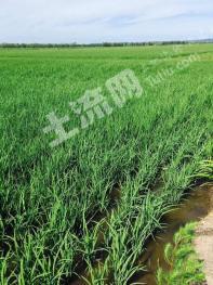 海南万宁市800亩耕地-水田经营权出租