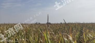 榆林定边县 100亩 水浇地 经营权出租