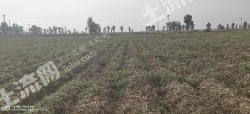 榆林定边县 240亩 水浇地 经营权出租