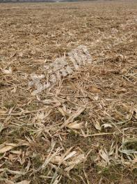 菏泽巨野县 134.74亩 旱地 经营权出租