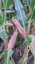 沧州沧县 1000亩 水浇地 经营权出租