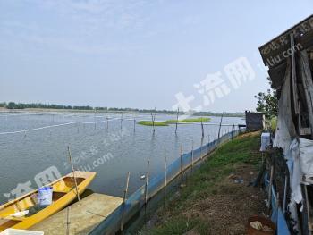 荆州监利县 38亩 坑塘水面 经营权转包