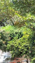 昌吉昌吉市 736.98亩 乔木林地 经营权出租