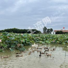 武漢東西湖區(qū) 65畝 農(nóng)村宅基地 使用權(quán)出租