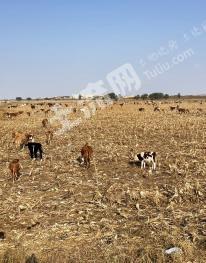 赤峰翁牛特旗 1000亩 水浇地 经营权出租