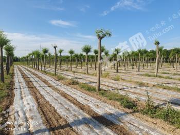 济南商河县 4883.29亩 乔木林地 经营权出租