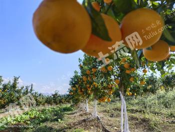 文山广南县 117.26亩 果园 经营权入股