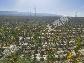 白银景泰县 1500亩 水浇地 经营权出租