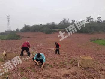 内江隆昌市 380亩 旱地 经营权出租
