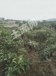 曲靖马龙区 100亩 果园 经营权转让