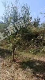 南阳南召县 187.72亩 果园 经营权出租