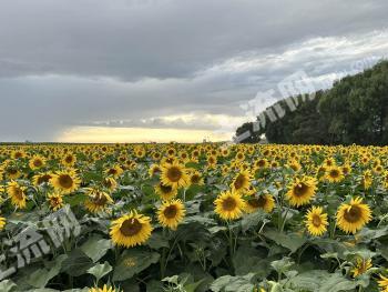 包头土默特右旗 500亩 水浇地 经营权转让