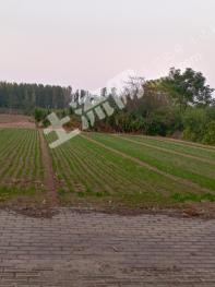 濮阳华龙区 7189.08亩 水浇地 经营权出租