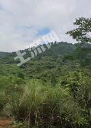 清远阳山县 4000亩 灌木林地 经营权出租