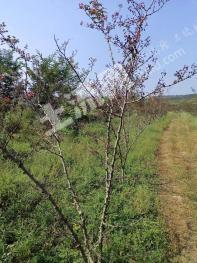 咸阳乾县 700亩 其它园地 经营权转让