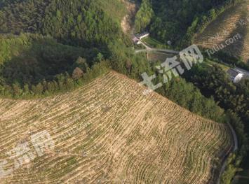 杭州桐庐县 110.80亩 茶园 经营权出租
