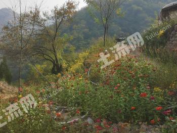 西安临潼区 360亩 其它林地 经营权出租