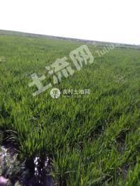 白城大安市 450亩 水浇地 经营权出租