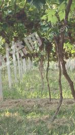 怀化靖州苗族侗族自治县 11亩 果园 经营权转让