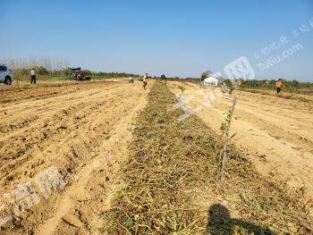滁州定远县 500亩 灌木林地 经营权出租