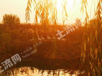 烟台莱阳市 59.83亩 果园 经营权转包