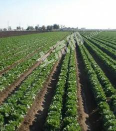 万宁市500亩水田经营权出租