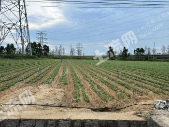 潮州饶平县 3000亩 水浇地 经营权出租