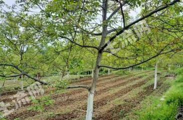 襄阳市保康县 90亩 荒山 使用权出租