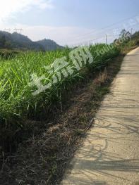 韶关乐昌市 474.4亩 其它林地 经营权合作