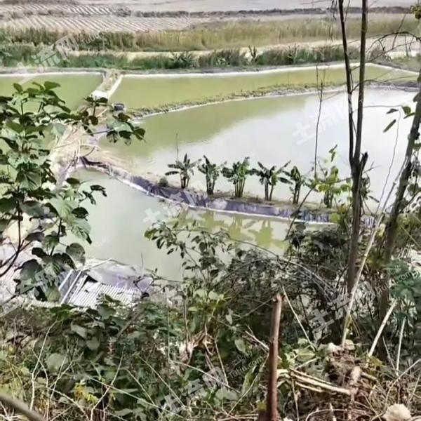 红河元阳县 14.18亩 坑塘水面 经营权出租